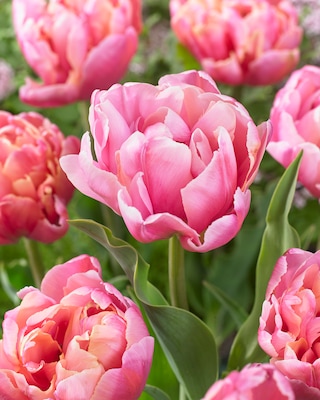 Produktabbildung 3 für Gefüllte Tulpen, 3 Sorten
