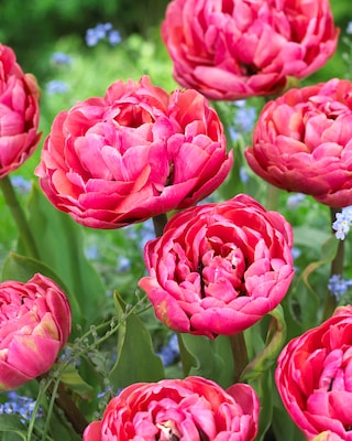 Produktabbildung 2 für Gefüllte Tulpen, 3 Sorten