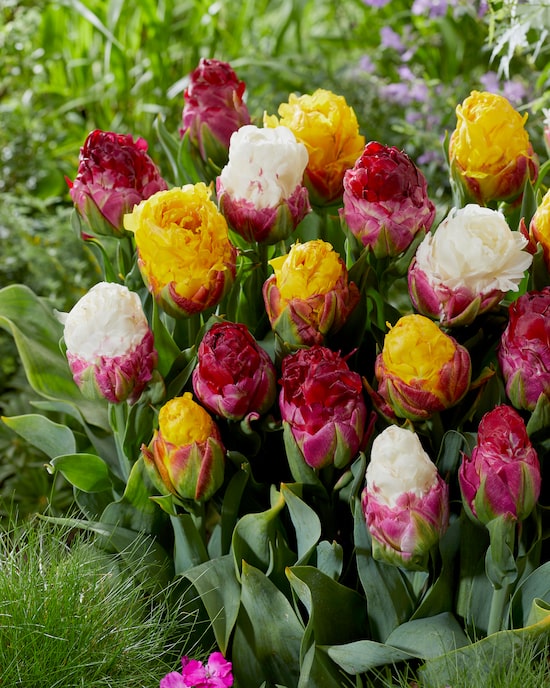 Produktabbildung für Gefüllte Tulpen "Ice Cream Mix", 13tlg.
